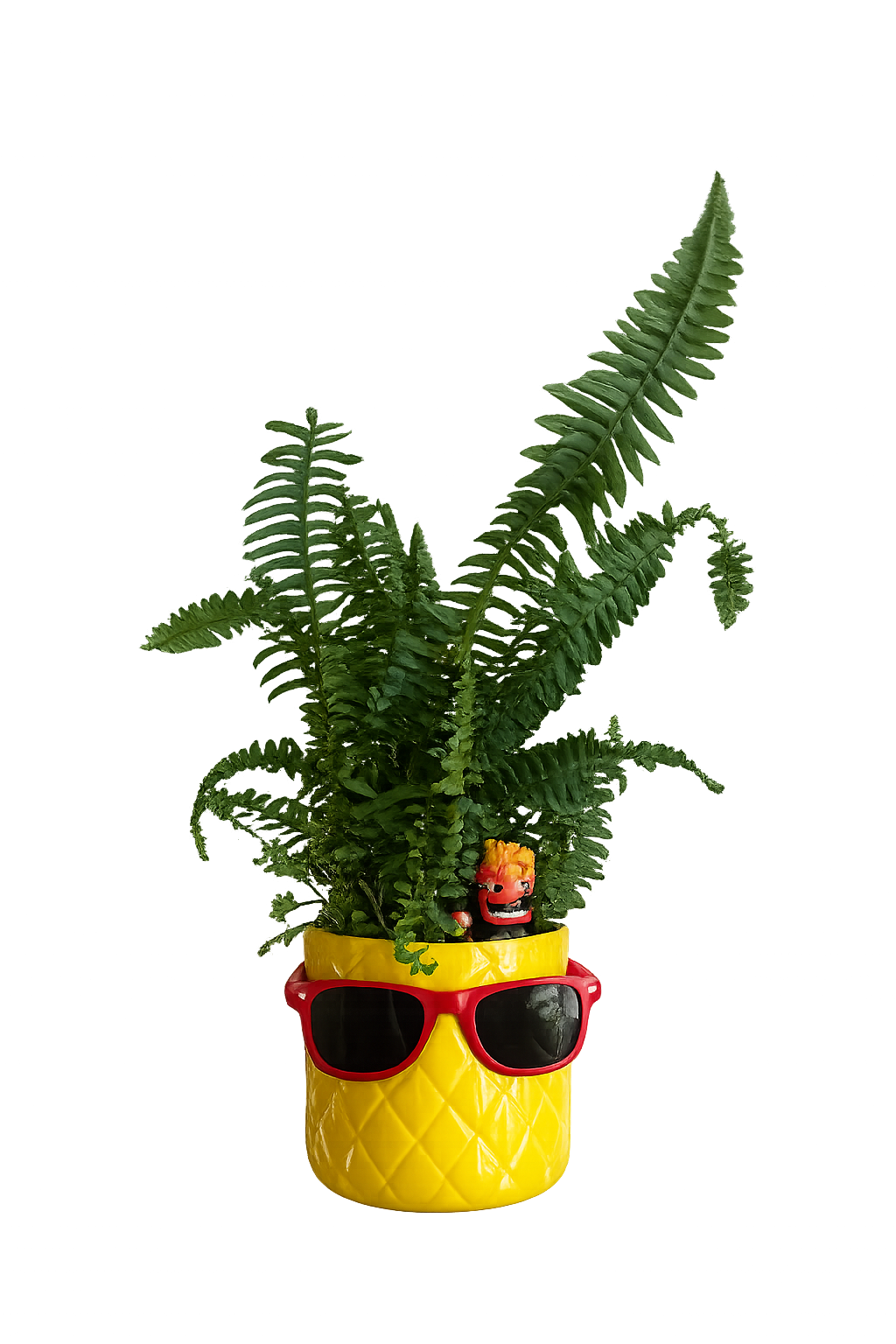Fern