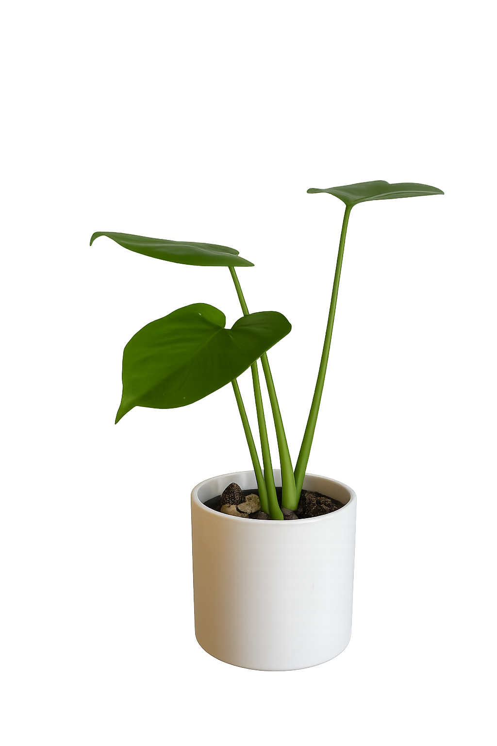 Monstera