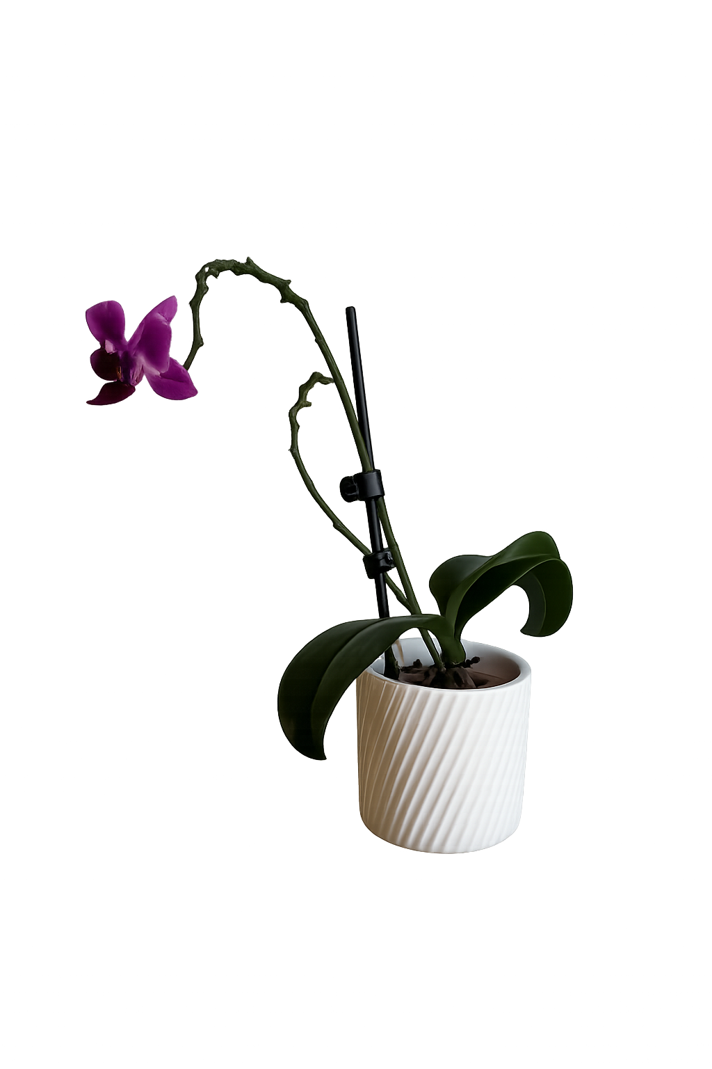 Orchid