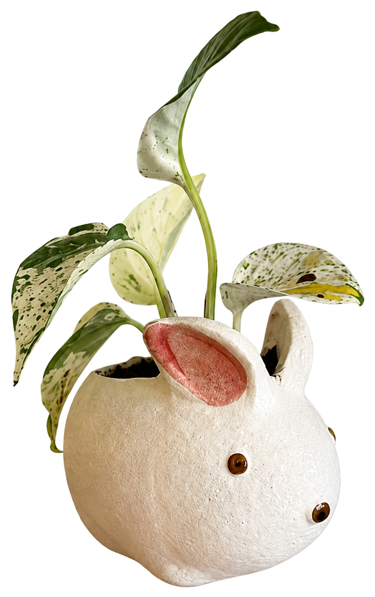 Pothos